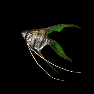 Bicolour Veiltail Angelfish
