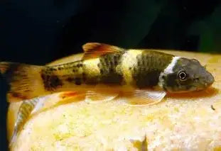Panda Garra