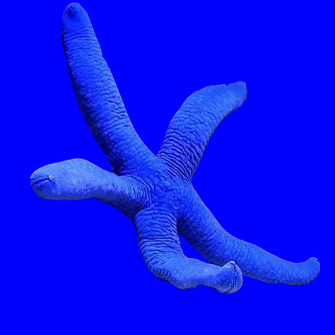 Blue Starfish