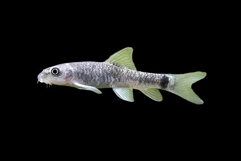 Doctor Fish