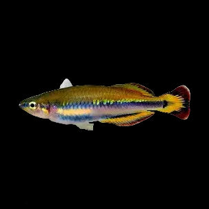 Madagascan Rainbowfish