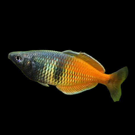 Boseman's Rainbowfish