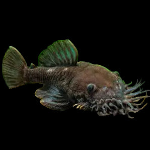 L034 Medusa Pleco WILD 4cm