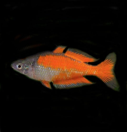 Parkinson's Rainbowfish
