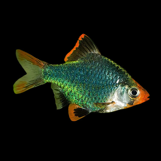 Green Tiger Barb