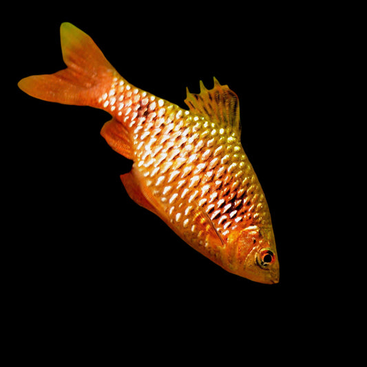 Rosy Barb