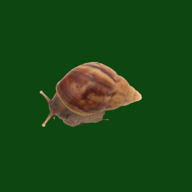 Giant African Land Snail