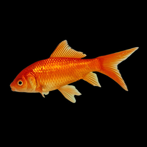Comet Goldfish 5-6"