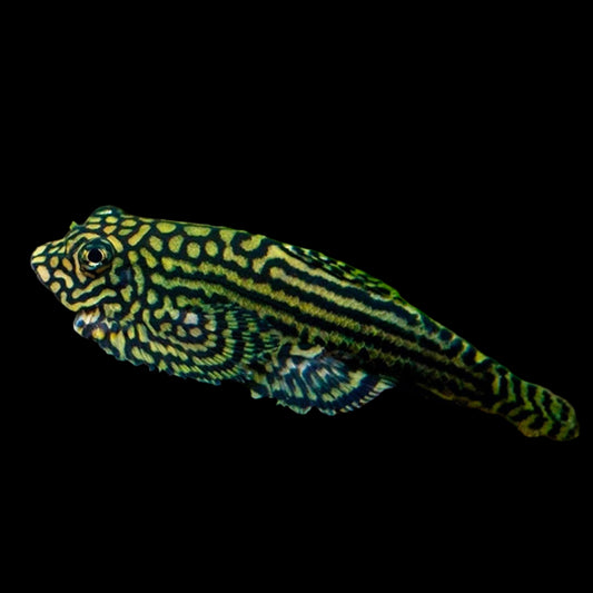 Goldring Butterfly Loach