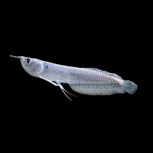 Silver Arowana 12-14cm