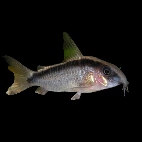 Skunk Cory (Corydoras arcuatus) WILD
