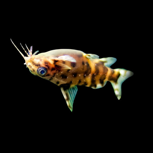 Upside-down Catfish