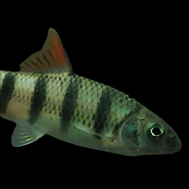 Paradoxical Barbel