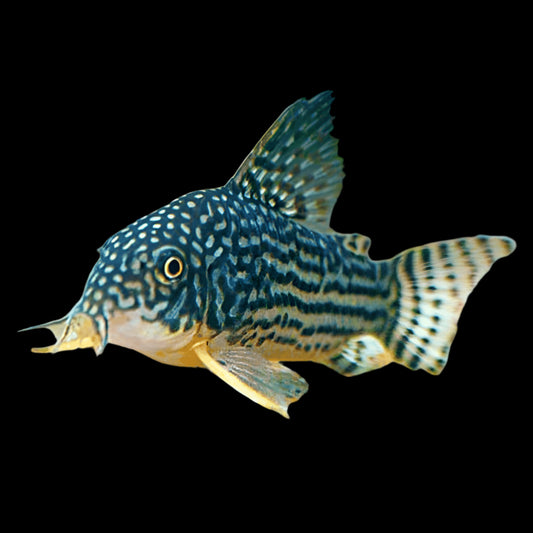 Sterbai Corydoras