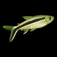 Penguin Tetra