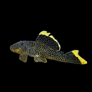 L081 Gold Nugget Pleco WILD