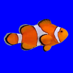 Clownfish (Ocellaris)