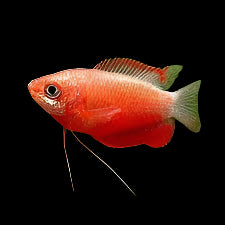Red Robin Gourami