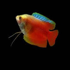 Red Neon Gourami