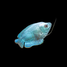 Sky Blue Dwarf Gourami