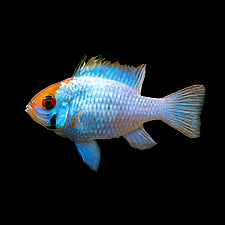 Electric Blue Ram