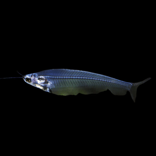 Glass Catfish