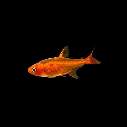 Ember Tetra