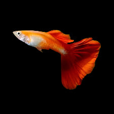 Red Blonde Guppy Male