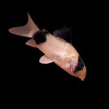 Panda Corydoras