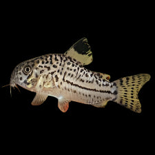 Leopard Corydoras