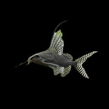 Featherfin Synodontis Catfish