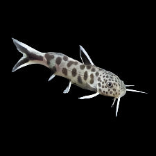 Synodontis petricola Catfish