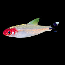 Rummy-Nose Tetra