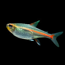 Glowlight Tetra