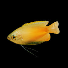 Honey Gourami