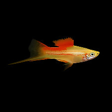 Pineapple Swordtail