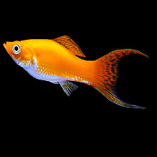Saffron Molly
