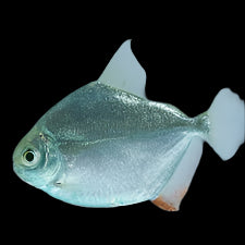 Silver Dollar