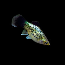 Spotted Platy