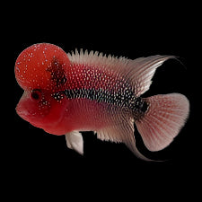 Flowerhorn 7.5cm (Mixed)