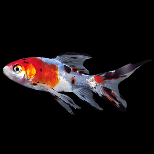 Shubunkin Goldfish 5-6"