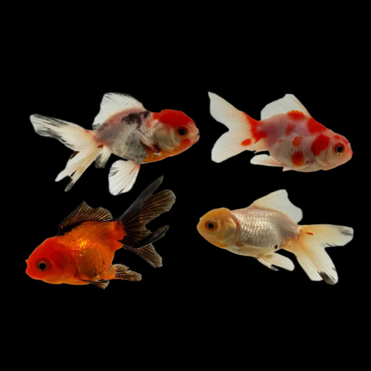 Oranda Goldfish (Mixed) 10-12cm