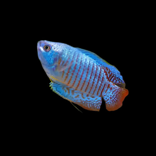 Neon Dwarf Gourami