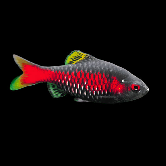 Odessa Barb